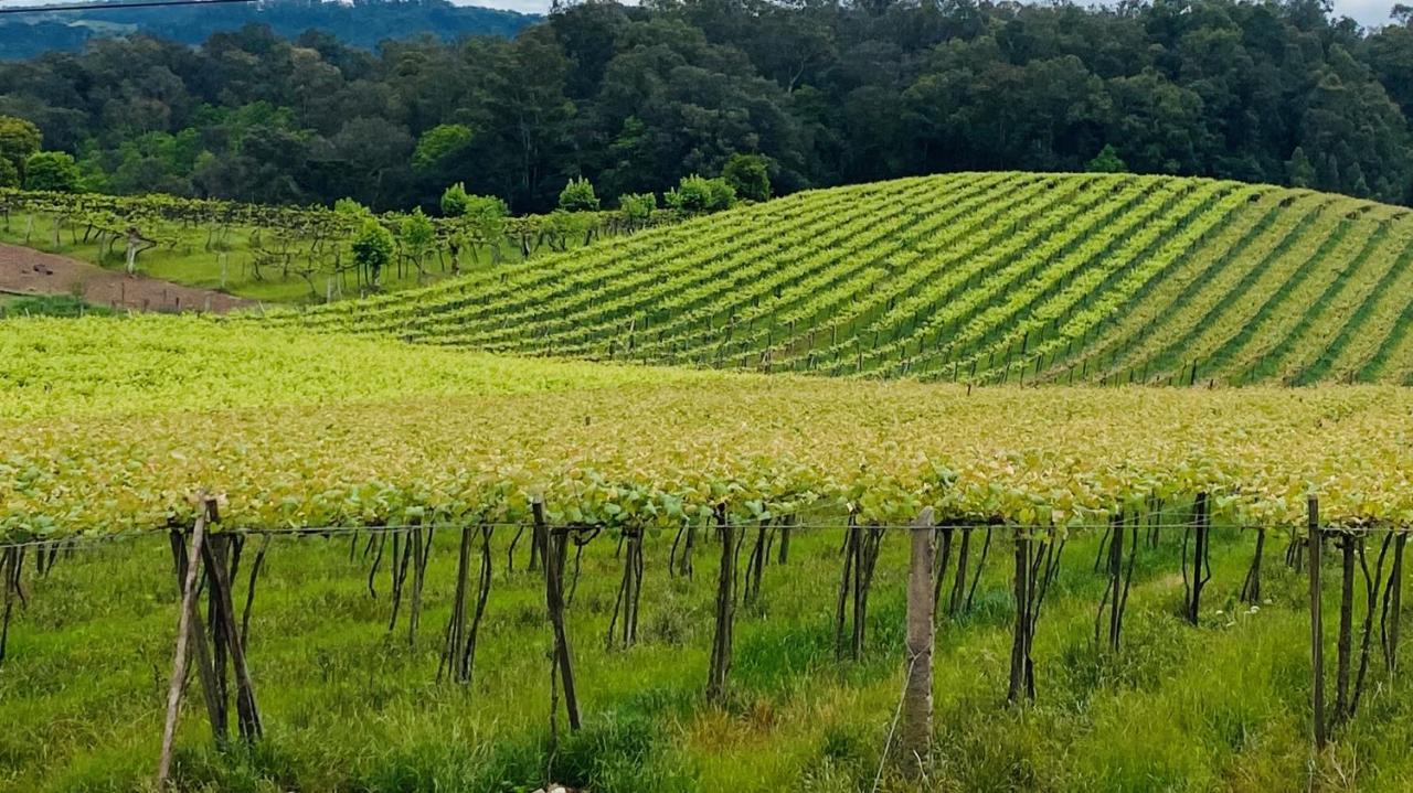 Vista Vigneti Albergo & Vino - Vale Dos Vinhedos Bento Gonçalves Kültér fotó